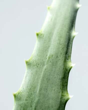 Aloe Vera ingredient