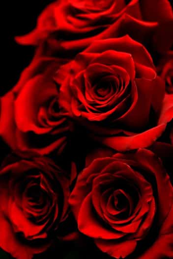 Rose ingredient