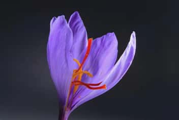 Saffron ingredient